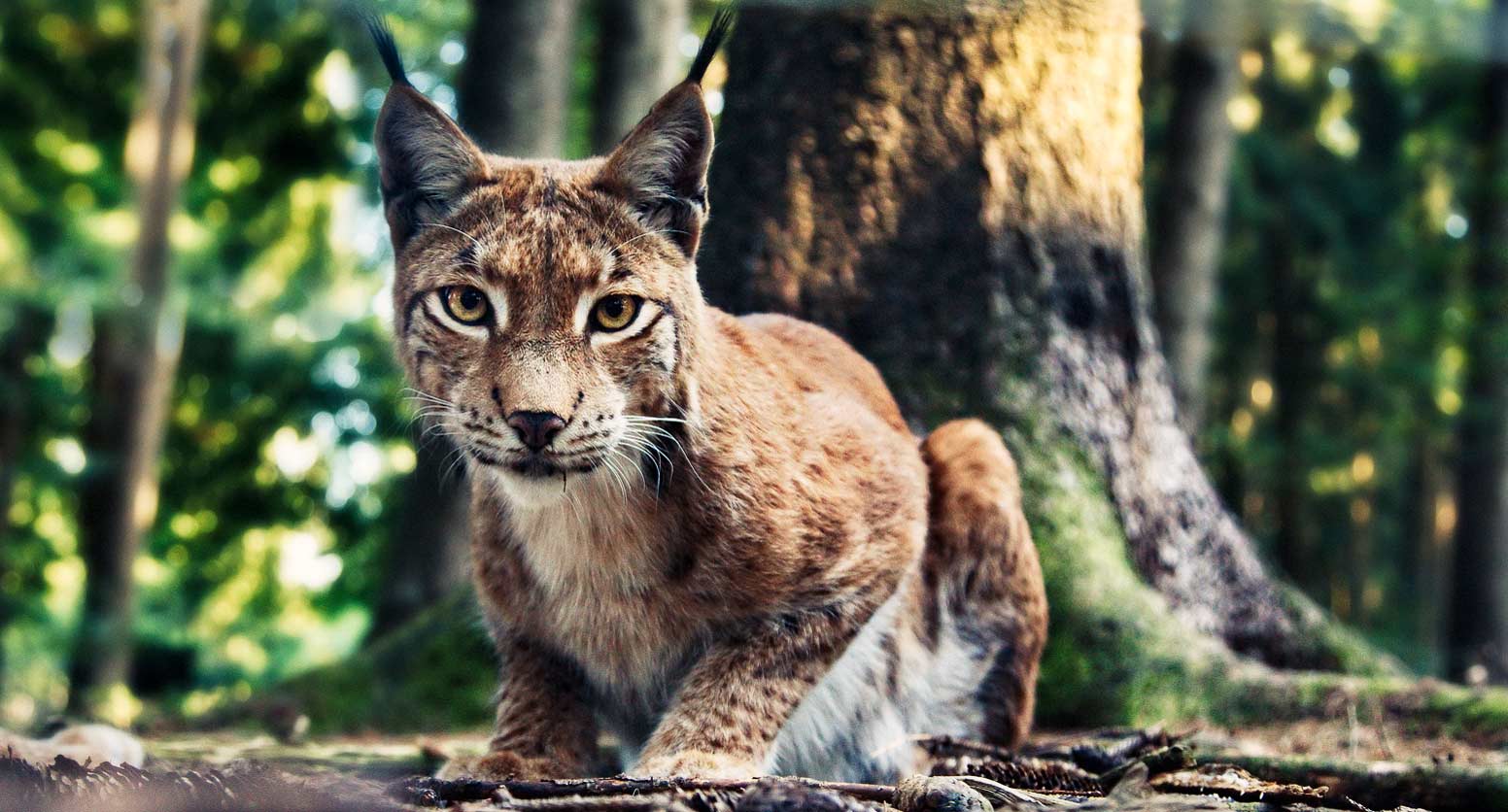 lynx